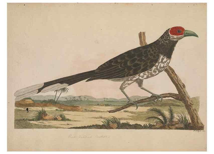 Reproducción/Reproduction 49534520683: Indian zoology. [London] :[publisher not identified],[1769]. 