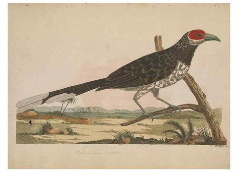 Reproducción/Reproduction 49534520683: Indian zoology. [London] :[publisher not identified],[1769]. 