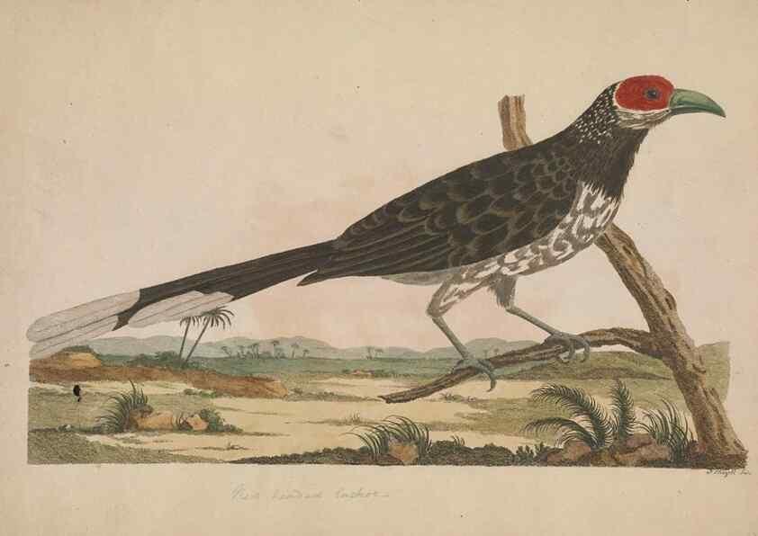 Reproducción/Reproduction 49534520683: Indian zoology. [London] :[publisher not identified],[1769]. 