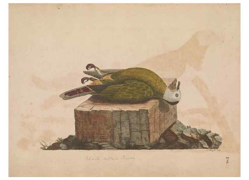 Reproducción/Reproduction 49534520853: Indian zoology. [London] :[publisher not identified],[1769]. 