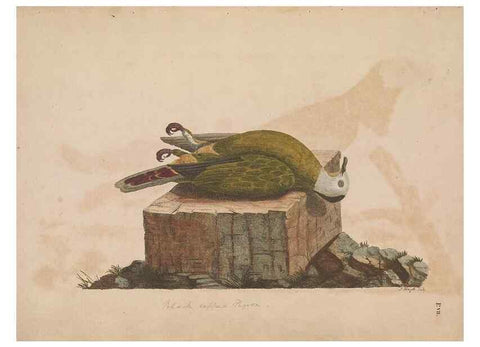 Reproducción/Reproduction 49534520853: Indian zoology. [London] :[publisher not identified],[1769]. 