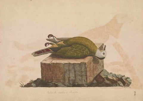 Reproducción/Reproduction 49534520853: Indian zoology. [London] :[publisher not identified],[1769]. 