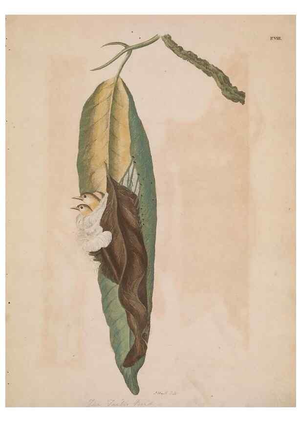 Reproducción/Reproduction 49534521123: Indian zoology. [London] :[publisher not identified],[1769]. 