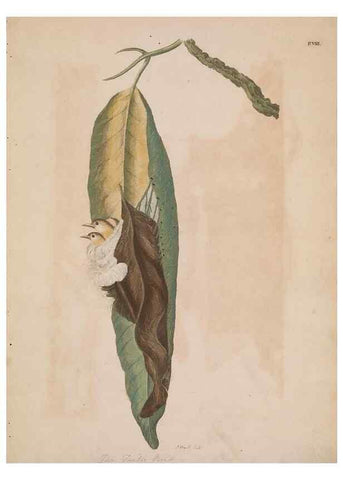 Reproducción/Reproduction 49534521123: Indian zoology. [London] :[publisher not identified],[1769]. 