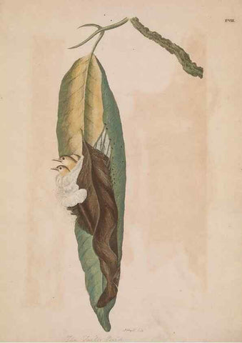Reproducción/Reproduction 49534521123: Indian zoology. [London] :[publisher not identified],[1769]. 