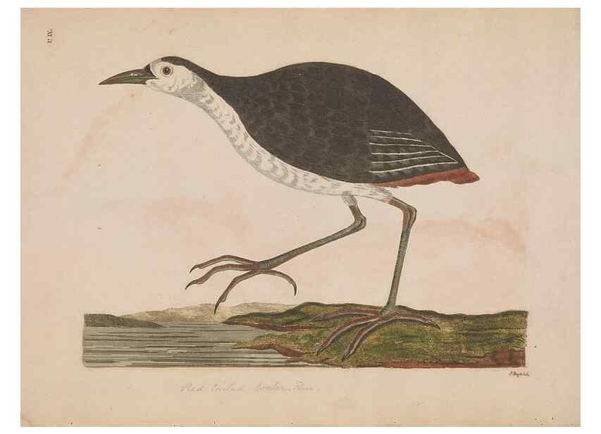 Reproducción/Reproduction 49535244197: Indian zoology. [London] :[publisher not identified],[1769]. 