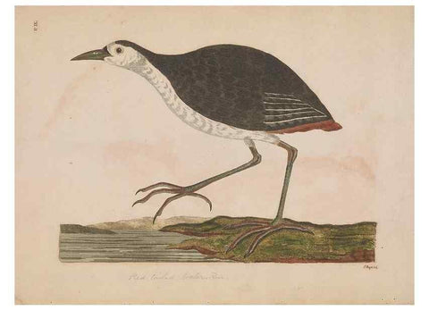 Reproducción/Reproduction 49535244197: Indian zoology. [London] :[publisher not identified],[1769]. 