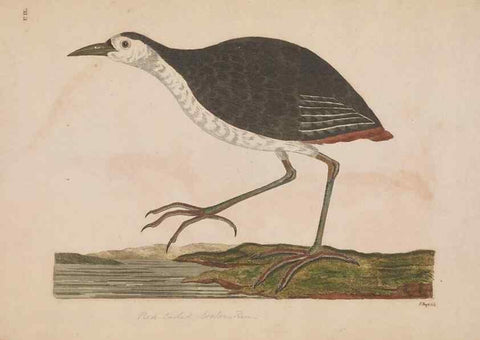 Reproducción/Reproduction 49535244197: Indian zoology. [London] :[publisher not identified],[1769]. 