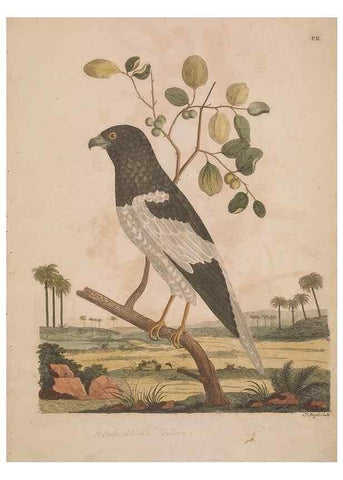 Reproducción/Reproduction 49535015476: Indian zoology. [London] :[publisher not identified],[1769]. 