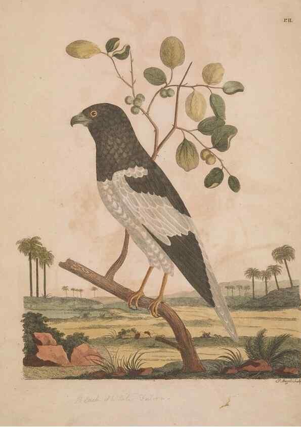 Reproducción/Reproduction 49535015476: Indian zoology. [London] :[publisher not identified],[1769]. 