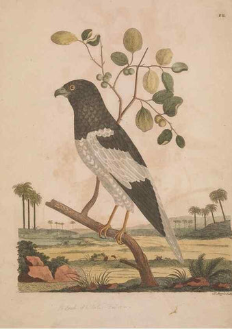 Reproducción/Reproduction 49535015476: Indian zoology. [London] :[publisher not identified],[1769]. 