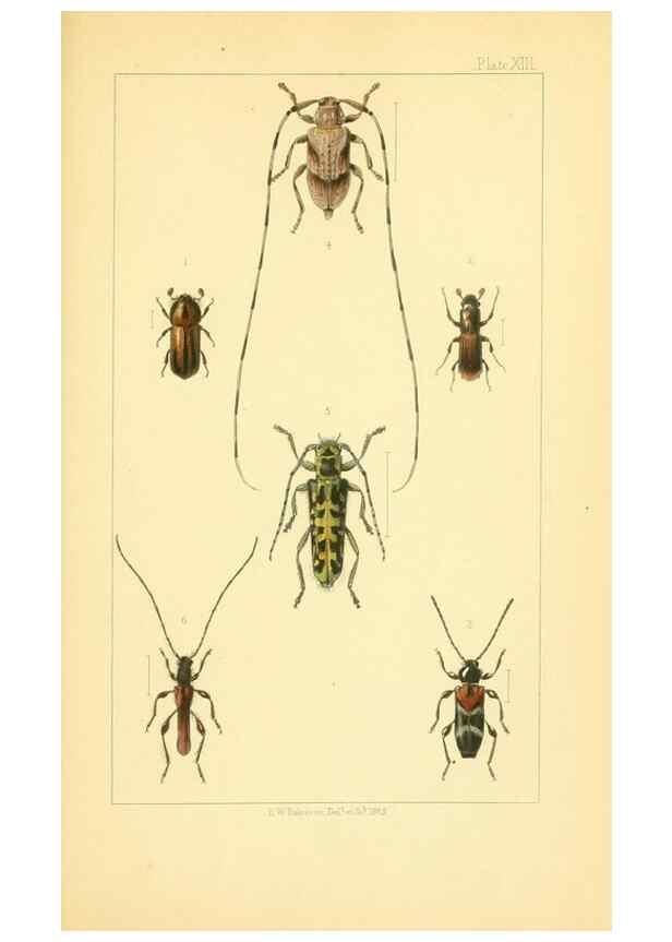 Reproducción/Reproduction 49535129661: British beetles: an introduction to the study of our indigenous Coleoptera.. London,L. Reeve & Co.,1866.. 