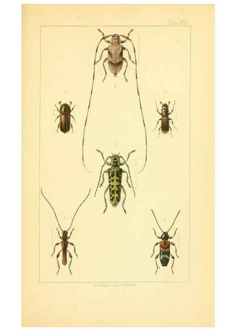 Reproducción/Reproduction 49535129661: British beetles: an introduction to the study of our indigenous Coleoptera.. London,L. Reeve & Co.,1866.. 