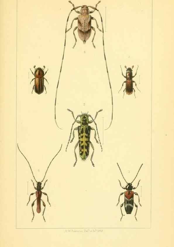 Reproducción/Reproduction 49535129661: British beetles: an introduction to the study of our indigenous Coleoptera.. London,L. Reeve & Co.,1866.. 