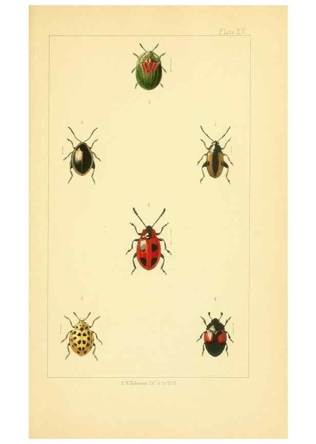 Reproducción/Reproduction 49535130121: British beetles: an introduction to the study of our indigenous Coleoptera.. London,L. Reeve & Co.,1866.. 