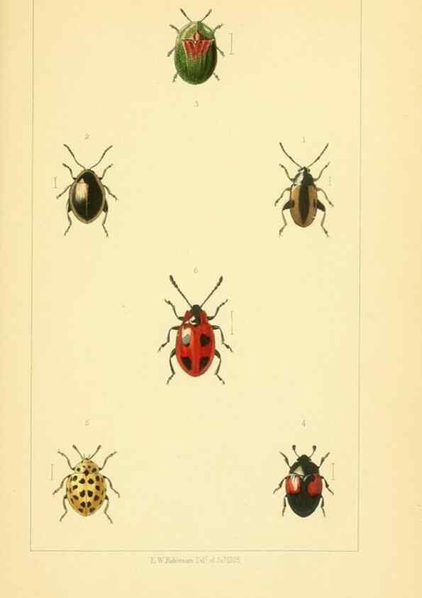 Reproducción/Reproduction 49535130121: British beetles: an introduction to the study of our indigenous Coleoptera.. London,L. Reeve & Co.,1866.. 