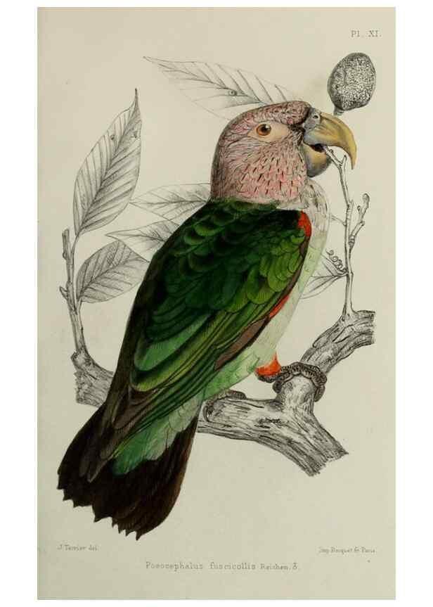 Reproducción/Reproduction 49552098176: Faune de la Sénégambie. Paris :O. Doin,1883-1887.. 