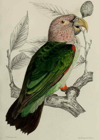 Reproducción/Reproduction 49552098176: Faune de la Sénégambie. Paris :O. Doin,1883-1887.. 