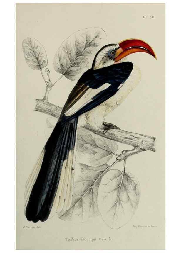 Reproducción/Reproduction 49552098671: Faune de la Sénégambie. Paris :O. Doin,1883-1887.. 