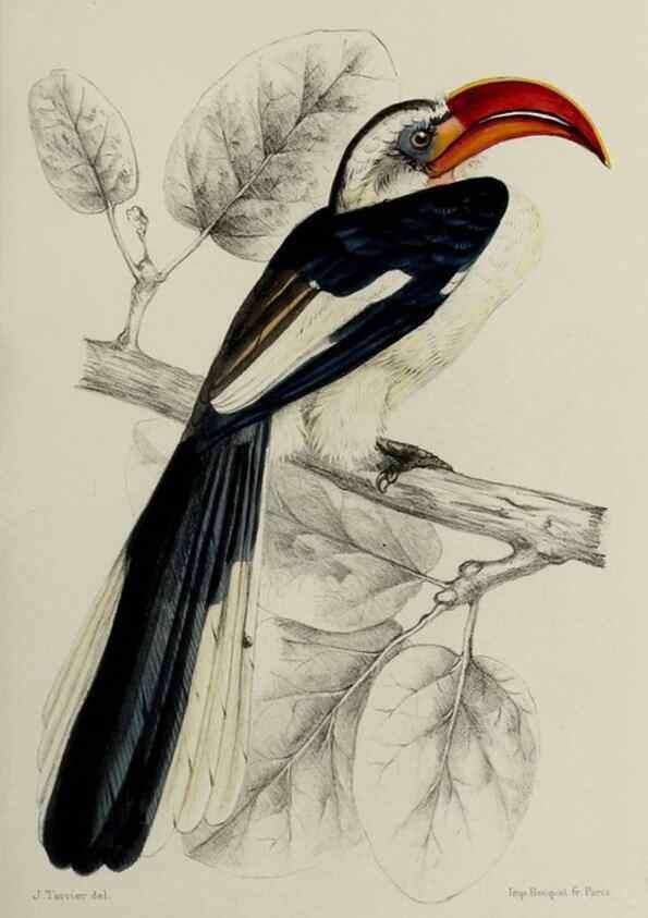 Reproducción/Reproduction 49552098671: Faune de la Sénégambie. Paris :O. Doin,1883-1887.. 