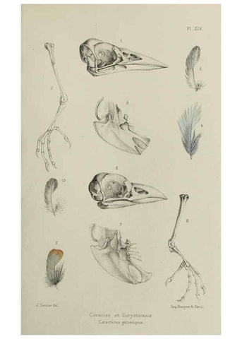 Reproducción/Reproduction 49552098911: Faune de la Sénégambie. Paris :O. Doin,1883-1887.. 