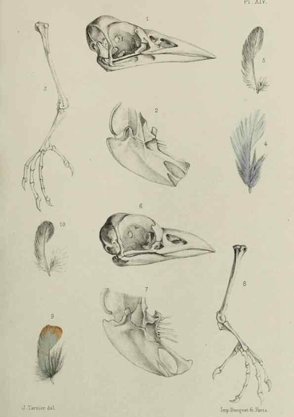 Reproducción/Reproduction 49552098911: Faune de la Sénégambie. Paris :O. Doin,1883-1887.. 