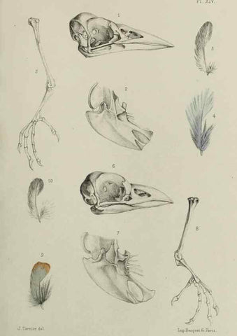 Reproducción/Reproduction 49552098911: Faune de la Sénégambie. Paris :O. Doin,1883-1887.. 