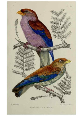 Reproducción/Reproduction 49552099181: Faune de la Sénégambie. Paris :O. Doin,1883-1887.. 