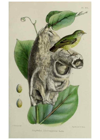 Reproducción/Reproduction 49552338042: Faune de la Sénégambie. Paris :O. Doin,1883-1887.. 