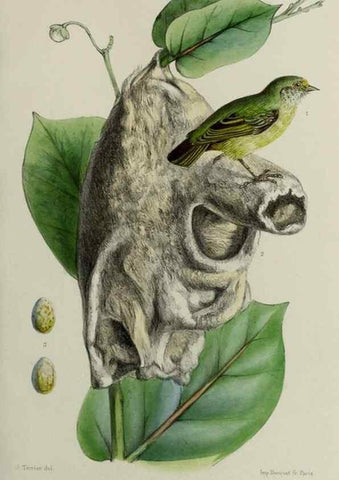 Reproducción/Reproduction 49552338042: Faune de la Sénégambie. Paris :O. Doin,1883-1887.. 