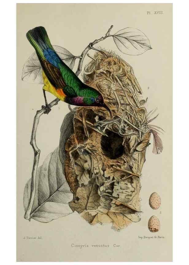 Reproducción/Reproduction 49552338567: Faune de la Sénégambie. Paris :O. Doin,1883-1887.. 