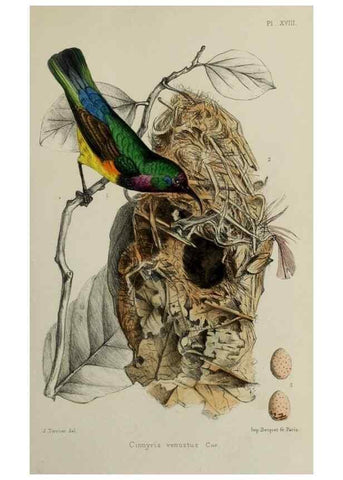 Reproducción/Reproduction 49552338567: Faune de la Sénégambie. Paris :O. Doin,1883-1887.. 
