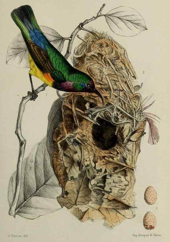 Reproducción/Reproduction 49552338567: Faune de la Sénégambie. Paris :O. Doin,1883-1887.. 