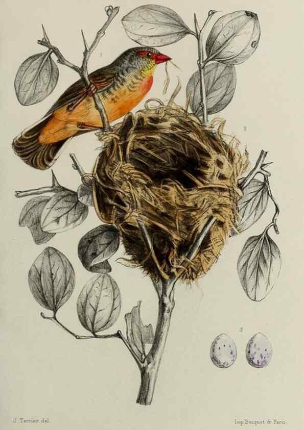 Reproducción/Reproduction 49551604753: Faune de la Sénégambie. Paris :O. Doin,1883-1887.. 