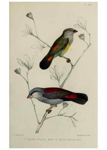 Reproducción/Reproduction 49551604933: Faune de la Sénégambie. Paris :O. Doin,1883-1887.. 