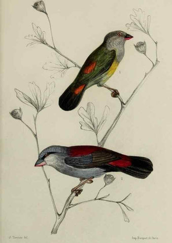 Reproducción/Reproduction 49551604933: Faune de la Sénégambie. Paris :O. Doin,1883-1887.. 