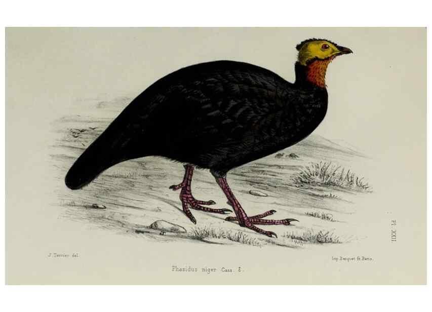Reproducción/Reproduction 49551605143: Faune de la Sénégambie. Paris :O. Doin,1883-1887.. 