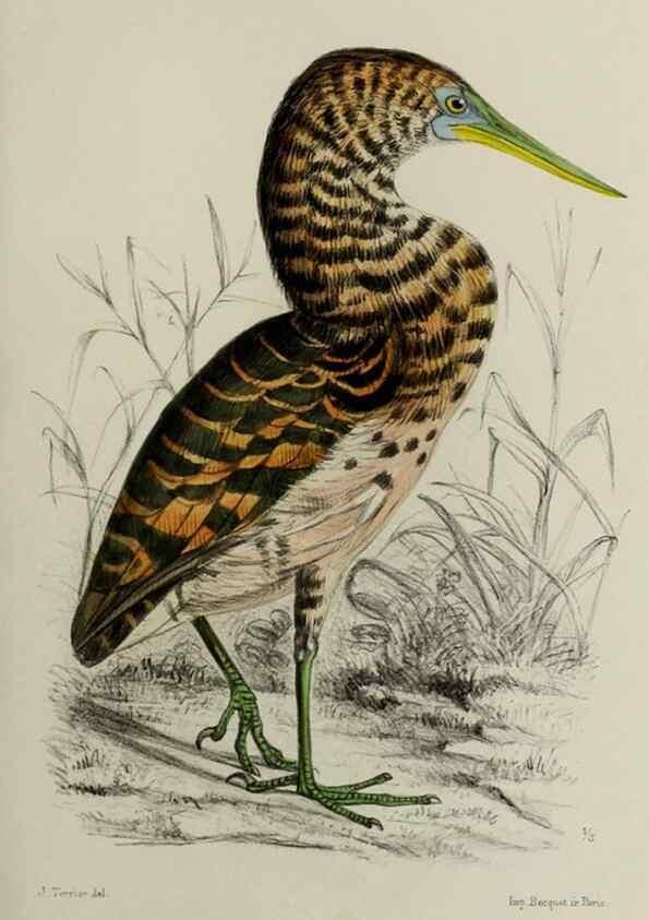 Reproducción/Reproduction 49552339707: Faune de la Sénégambie. Paris :O. Doin,1883-1887.. 