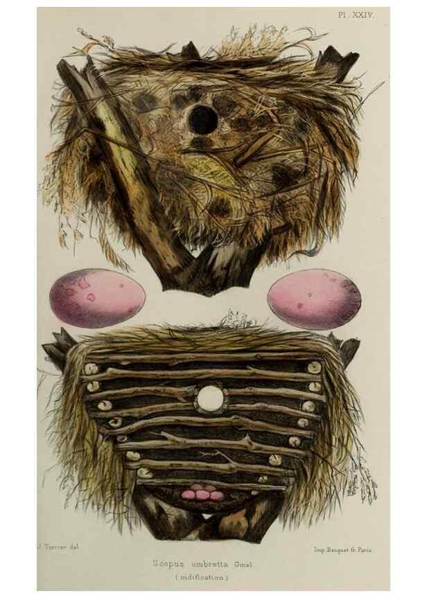 Reproducción/Reproduction 49552339882: Faune de la Sénégambie. Paris :O. Doin,1883-1887.. 