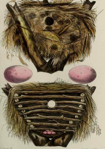 Reproducción/Reproduction 49552339882: Faune de la Sénégambie. Paris :O. Doin,1883-1887.. 