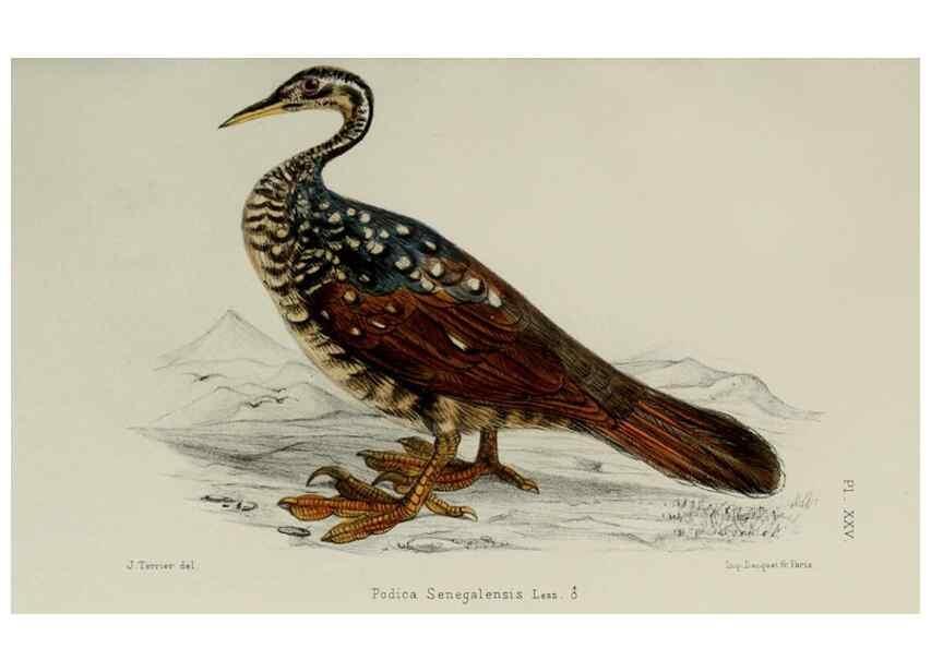 Reproducción/Reproduction 49551605738: Faune de la Sénégambie. Paris :O. Doin,1883-1887.. 