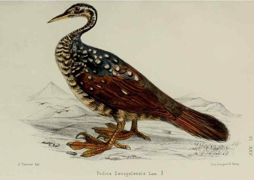 Reproducción/Reproduction 49551605738: Faune de la Sénégambie. Paris :O. Doin,1883-1887.. 