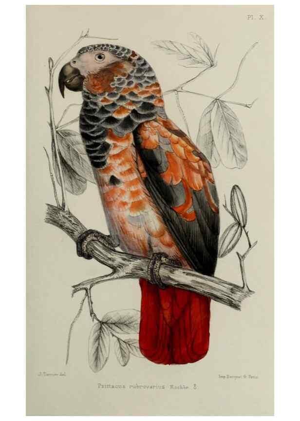 Reproducción/Reproduction 49552097886: Faune de la Sénégambie. Paris :O. Doin,1883-1887.. 