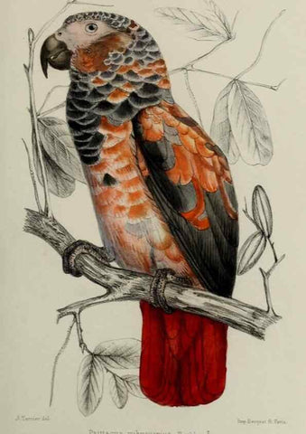 Reproducción/Reproduction 49552097886: Faune de la Sénégambie. Paris :O. Doin,1883-1887.. 