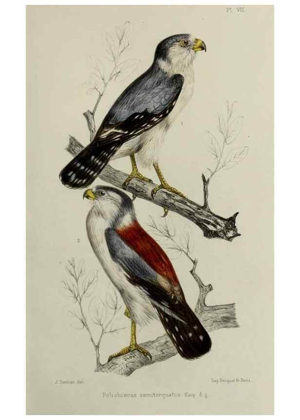 Reproducción/Reproduction 49552097311: Faune de la Sénégambie. Paris :O. Doin,1883-1887.. 