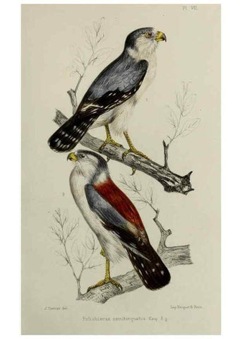 Reproducción/Reproduction 49552097311: Faune de la Sénégambie. Paris :O. Doin,1883-1887.. 