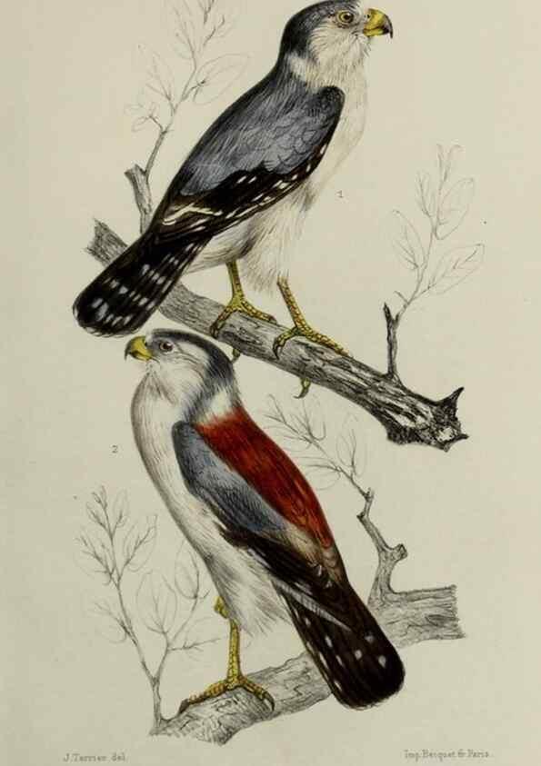 Reproducción/Reproduction 49552097311: Faune de la Sénégambie. Paris :O. Doin,1883-1887.. 