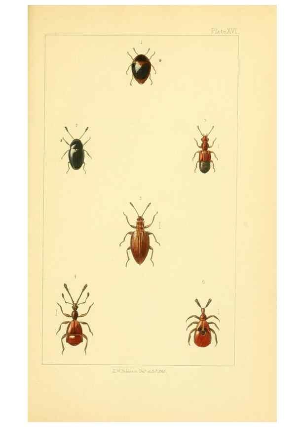 Reproducción/Reproduction 49534634943: British beetles: an introduction to the study of our indigenous Coleoptera.. London,L. Reeve & Co.,1866.. 