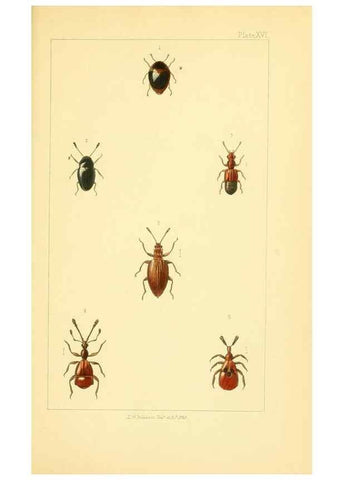 Reproducción/Reproduction 49534634943: British beetles: an introduction to the study of our indigenous Coleoptera.. London,L. Reeve & Co.,1866.. 