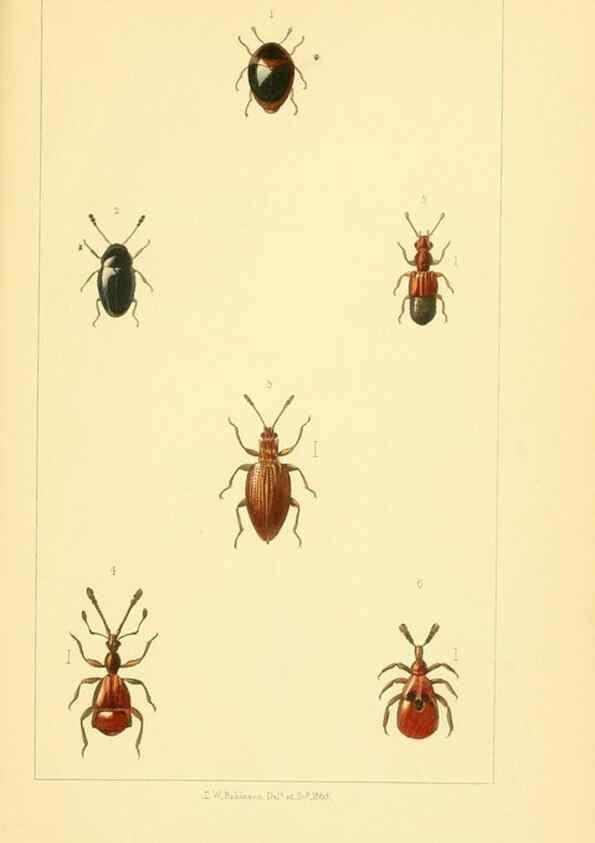 Reproducción/Reproduction 49534634943: British beetles: an introduction to the study of our indigenous Coleoptera.. London,L. Reeve & Co.,1866.. 